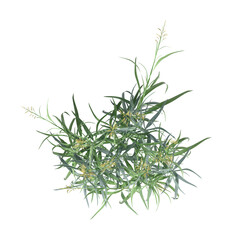 Obraz premium wild field grass, top view, isolated on a transparent background, 3D illustration, cg render