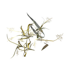 wild field grass, top view, isolated on a transparent background, 3D illustration, cg render