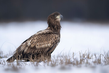 Sea eagle or white tailed eagle ( Haliaeetus albicilla)