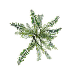 wild field grass, top view, isolated on a transparent background, 3D illustration, cg render