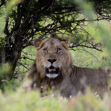 a sub-adult male lion resting in the shade of a thorn bush