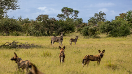 Fototapeta na wymiar Zebras and African wild dogs