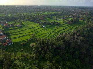 Fototapeta na wymiar Rice Terrace, Ubud, Bali, Indonesia. Top view