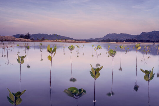 Colorful purple landscape. Plants grow from the water of the lake, clear sky and mountains in the background, natural photo of Khao lak thailand.
