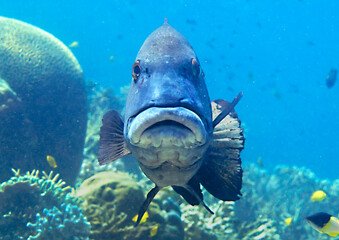 Giant Sweetlips over coral and looking at me. © Hans Gert Broeder