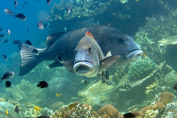 Two Giant Sweetlips over coral and looking at me. © Hans Gert Broeder