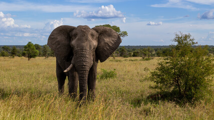 Fototapeta na wymiar An elephant bull with only one tusk
