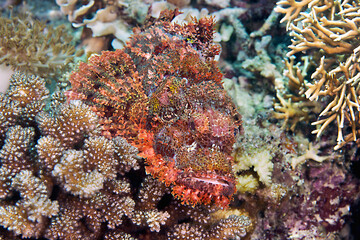 Scorpionfish rests on coral-reef.
Bearded scorpionfish  in hunting position among coral