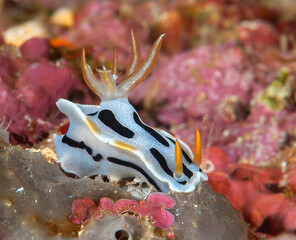 Closeup of a&nbsp;colorful,  beautiful nudibranch a sea slug  crawling on coral