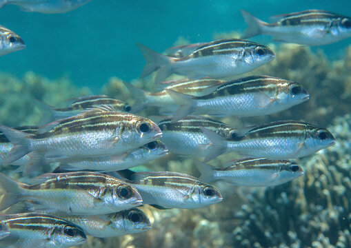 School of striped monocle bream over coral-reef