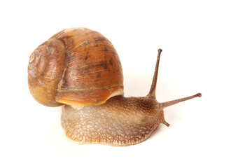 Snail on white background