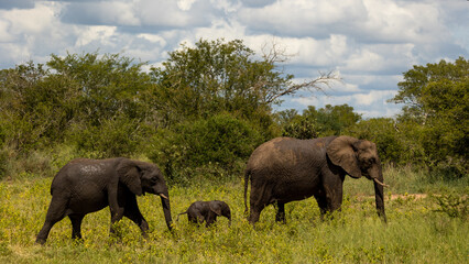 Fototapeta premium African elephant cow and calf