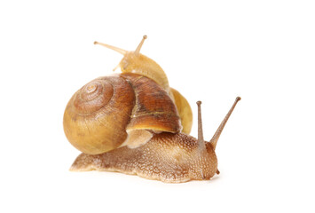 Snail on white background
