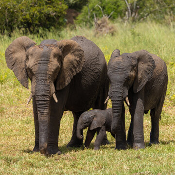 African elephant cow and calf