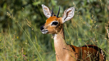 a steenbuck ram standing in green grass