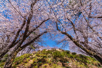 桜咲く戸山公園と箱根山の風景（2022年3月）