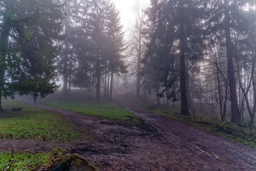 Fototapeta premium Beautiful mystic wood with fog and silhouettes of trees at local mountain Uetliberg at Christmas Day. Photo taken December 25th, 2022, Zurich, Switzerland.