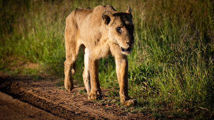 a very old lioness walking on a gravel road