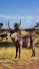 Naklejka premium a big waterbuck bull in the wild