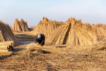 Unidentified woman workers harvest reeds and bulrush from the Lake Eber in Afyon,Turkey and sells...