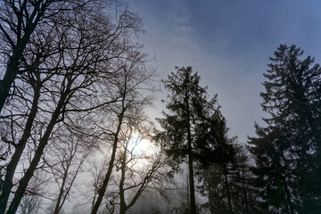 Beautiful mystic wood with fog and silhouettes of trees at local mountain Uetliberg at Christmas Day. Photo taken December 25th, 2022, Zurich, Switzerland.