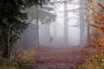 Beautiful mystic wood with fog and silhouettes of trees with rear view of male walker at local mountain Uetliberg at Christmas Day. Photo taken December 25th, 2022, Zurich, Switzerland.