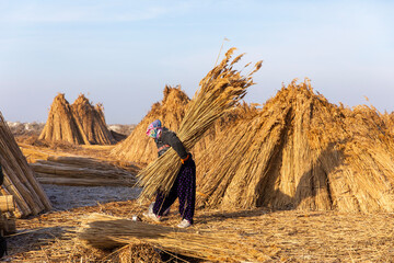 Unidentified woman workers harvest reeds and bulrush from the Lake Eber in Afyon,Turkey and sells...