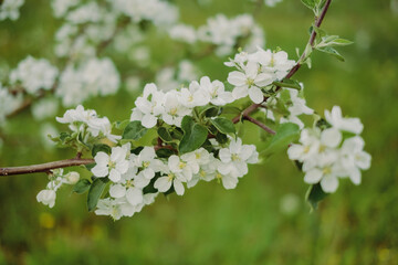 Apple blossoms in spring. Nature comes to life. The bee collects pollen from the flowers of the tree. Blooming time in spring. Change of weather and seasons. Apple garden alley with flowers