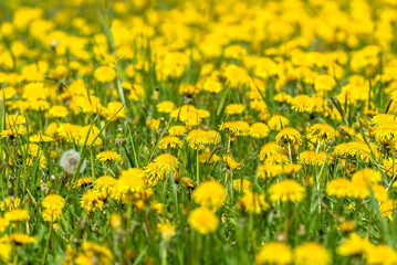 Spring natural background with dandelion flowers in grass
