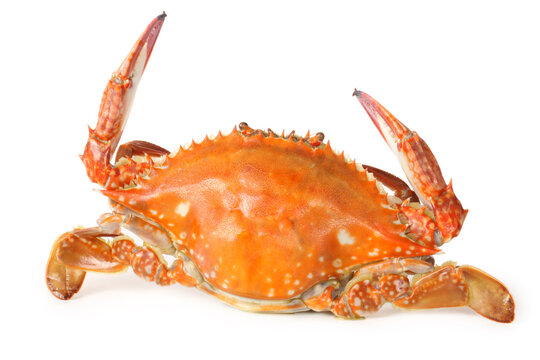 cooked crab on white background