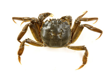 Crab on white background