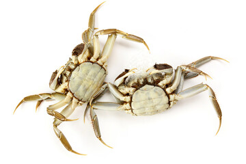 Crab on white background