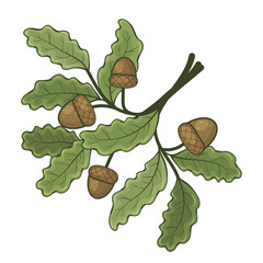 Sprig of oak with acorns. Vector illustration. Isolated on white. Cartoon style.