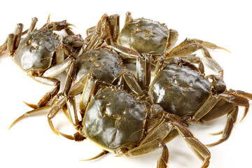 Crab on white background