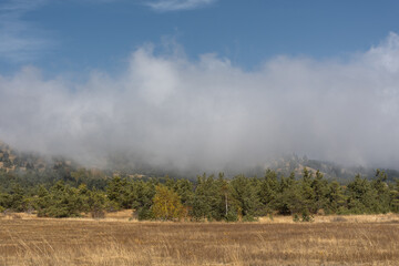Fototapeta premium Low clouds forest autumn. Airy weightless clouds float over the pine forest. Bright sun, warm autumn day. Atmospheric natural background for the design. The concept of walking, traveling and trips