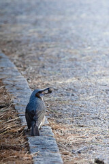 松の木の下で何かを咥えて見せつけるヒヨドリ