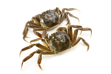 Crab on white background