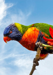 The rainbow lorikeet (Trichoglossus moluccanus) Perth Australia