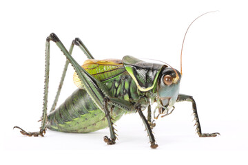Green grasshopper on white background