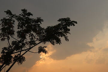 The picture is of the day in bonny healthy environment