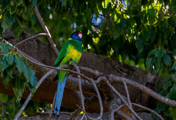 The Australian ringneck (Barnardius zonarius) 