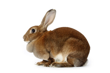 rabbit on a white background 