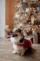 Corgi dog lies under the Christmas tree