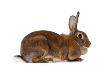 rabbit on a white background 