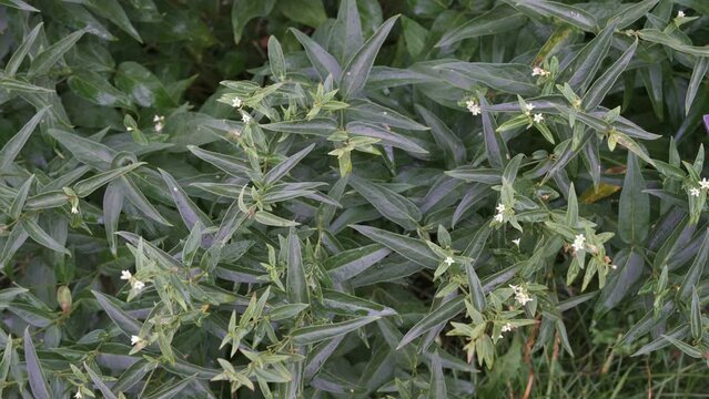 Vincetoxicum hirundinaria. White Swallowwort herbal medicine with infor