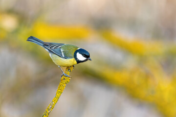 Common european bird Eurasian blue tit (Cyanistes caeruleus) in the winter nature perched on tree branch. Czech Republic wildlife