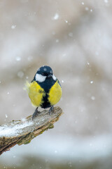 Naklejka premium Common european bird Eurasian blue tit (Cyanistes caeruleus) in the winter nature perched on tree trunk. Czech Republic wildlife