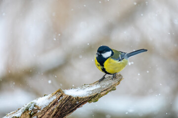 Common european bird Eurasian blue tit (Cyanistes caeruleus) in the winter nature perched on tree trunk. Czech Republic wildlife