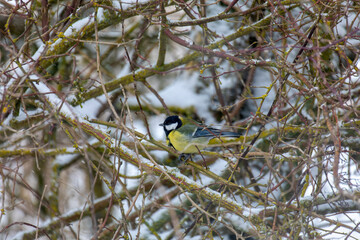 Common european bird Eurasian blue tit (Cyanistes caeruleus) in the winter nature perched on tree branch. Czech Republic wildlife