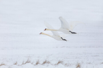 Fototapeta na wymiar Wild bird mute swan (Cygnus olor) flying in winter on snowy landscape, Czech Republic Europe wildlife